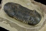Bargain, Paralejurus Trilobite - Atchana, Morocco #119028-3